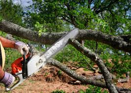 Trusted Herscher, IL Tree Services Experts